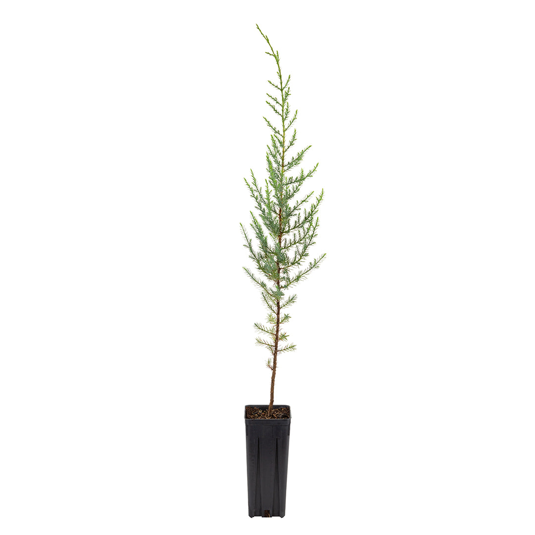 Juniperus oxycedrus macrocarpa - prickly juniper (Square vase 9x9x20 cm)