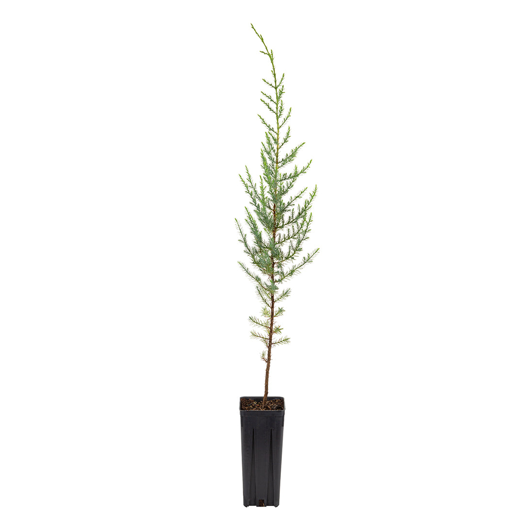 Juniperus oxycedrus macrocarpa - ginepro coccolone (Vaso quadro 12x12x20 cm)