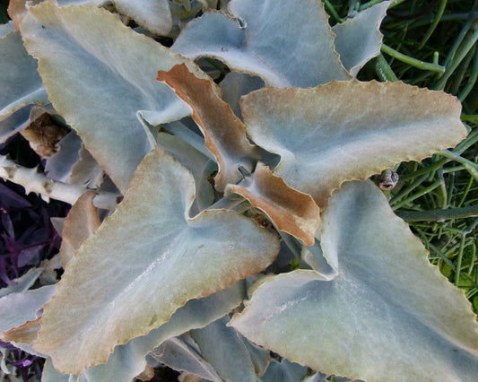 Kalanchoe beharensis "rusty" - elephant ear (Square pot 7x7x10 cm)