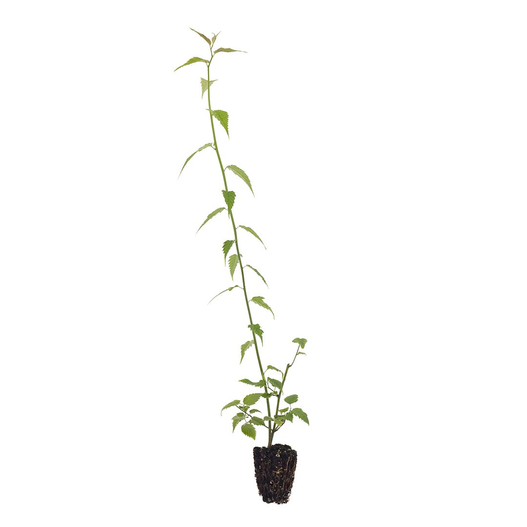Kerria japonica cv "pleniflora" - rosa del giappone (Alveolo forestale)