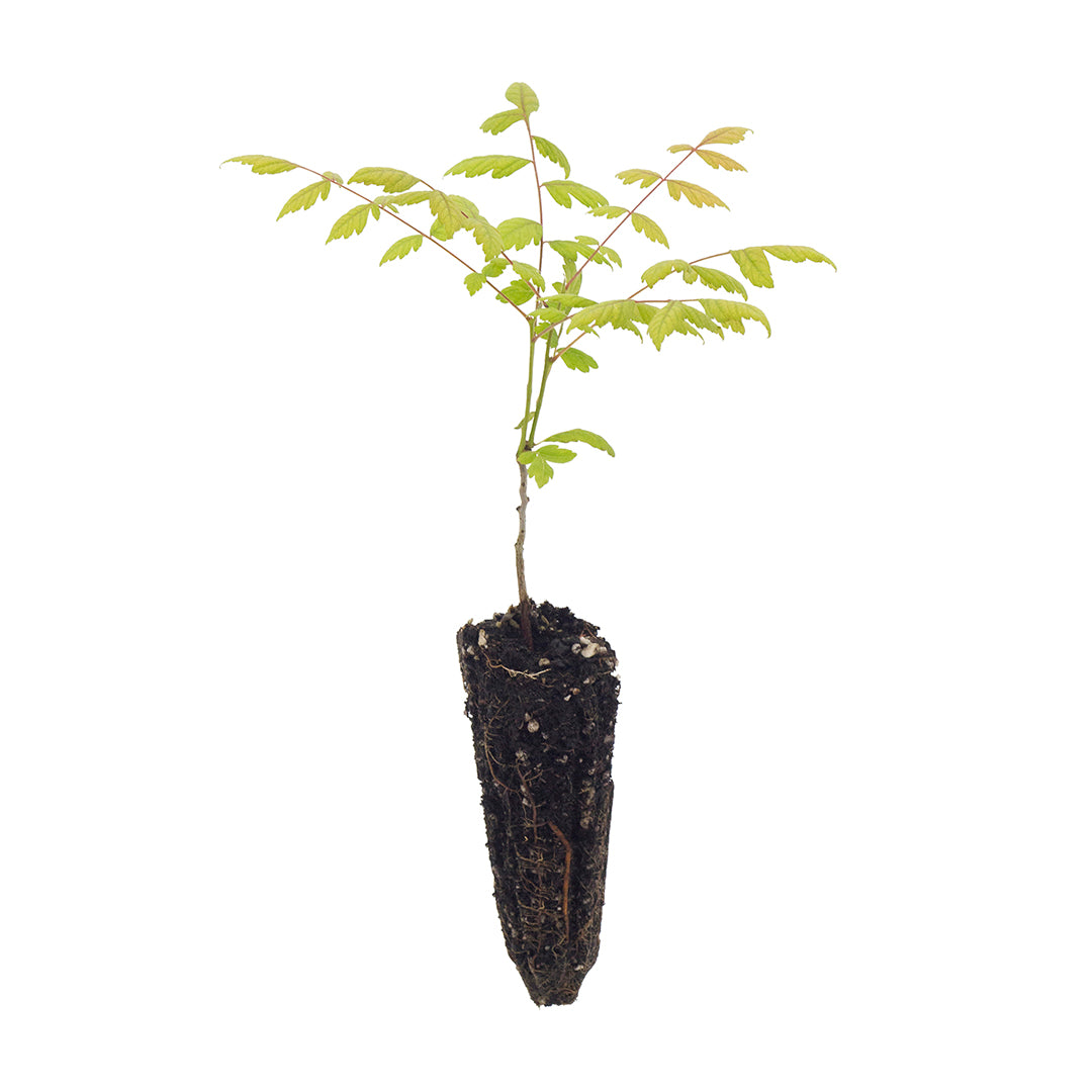 Koelreuteria paniculata - albero della pioggia d'oro (Alveolo forestale)
