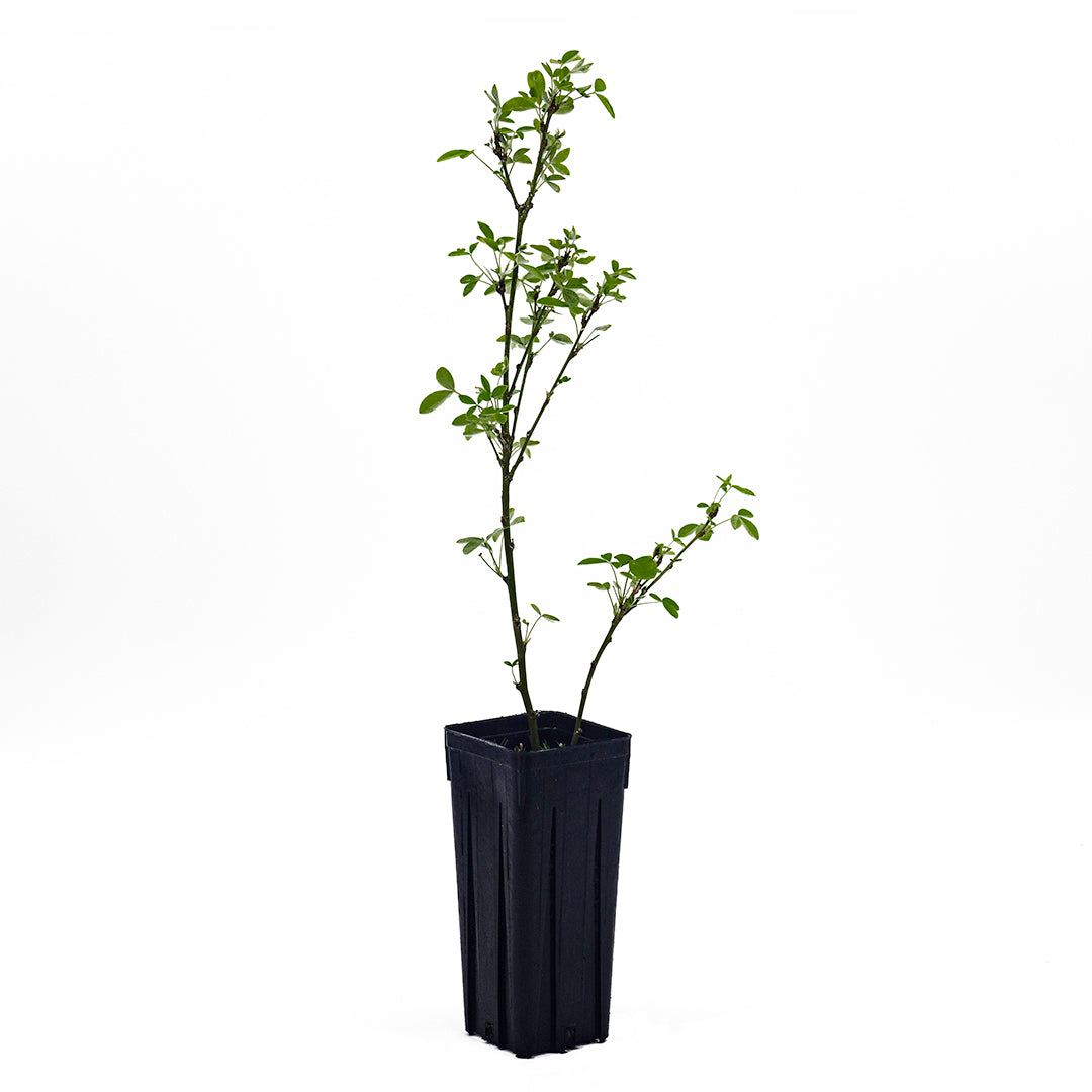 Laburnum anagyroides - maggiociondolo (Vaso quadro 9x9x20 cm)