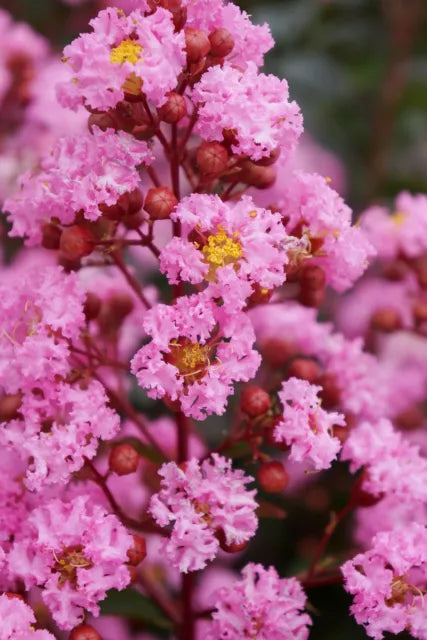 Lagerstroemia indica cv "rosea" - lagestroemia (Vaso quadro 8x8x10 cm)