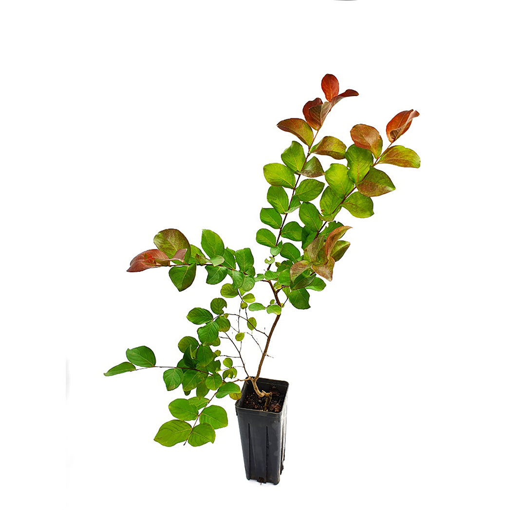 Lagerstroemia indica cv "coccinea" - lagestroemia (fiore rosso) (Vaso quadro 9x9x20 cm)