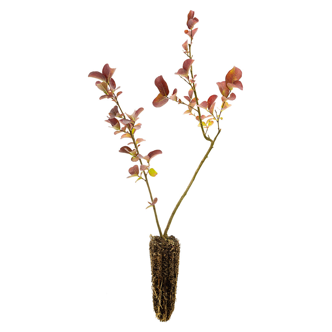 Lagerstroemia indica cv "coccinea" - lagestroemia (fiore rosso) (Alveolo forestale)