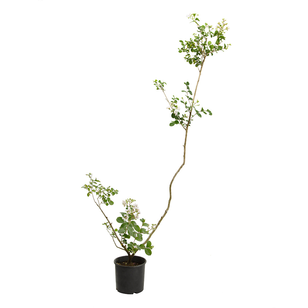 Lagerstroemia indica cv "Petit Snow" white flower - lagestroemia (Pot 18 cm)