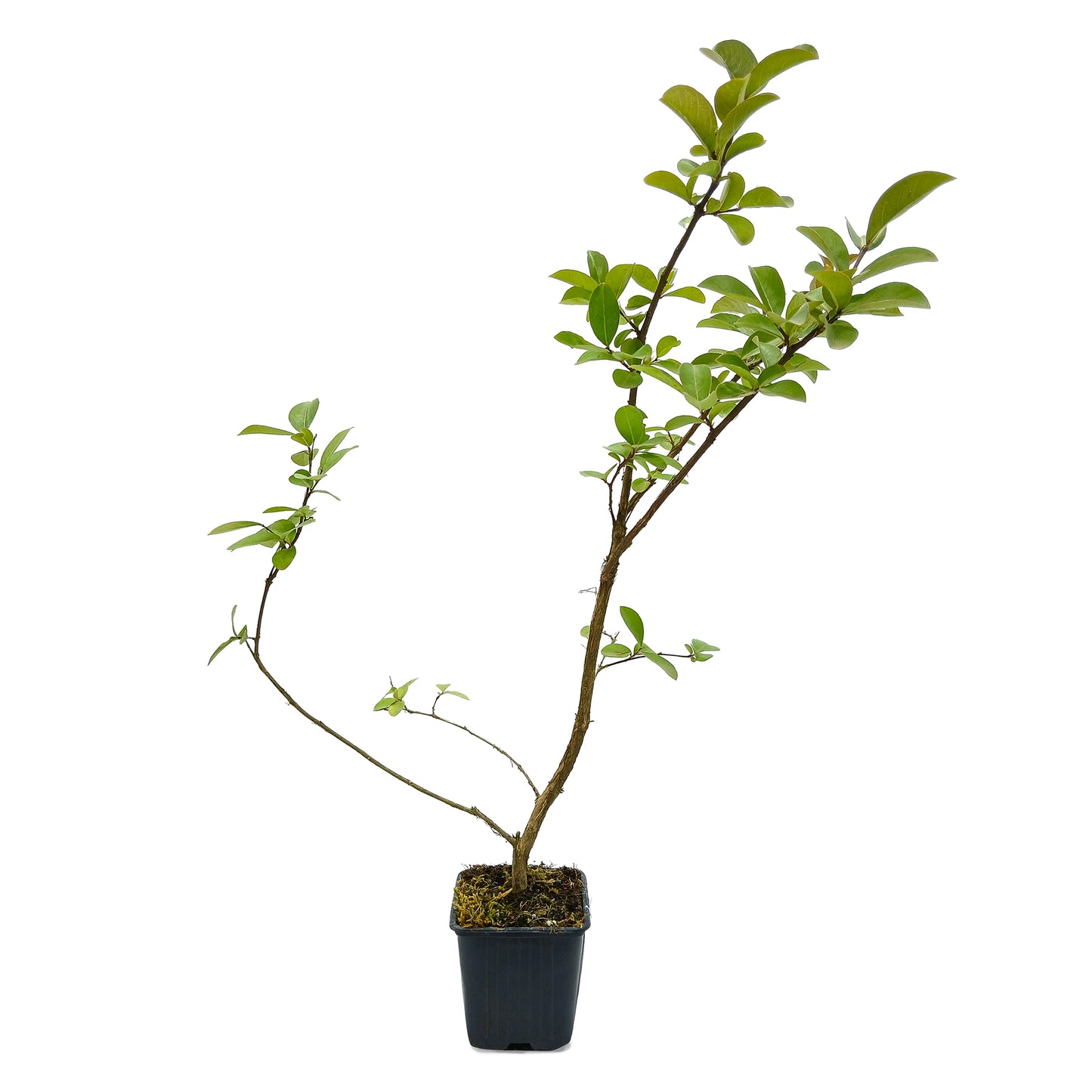 Lagerstroemia indica cv "rosea" - lagestroemia (Vaso quadro 8x8x10 cm)