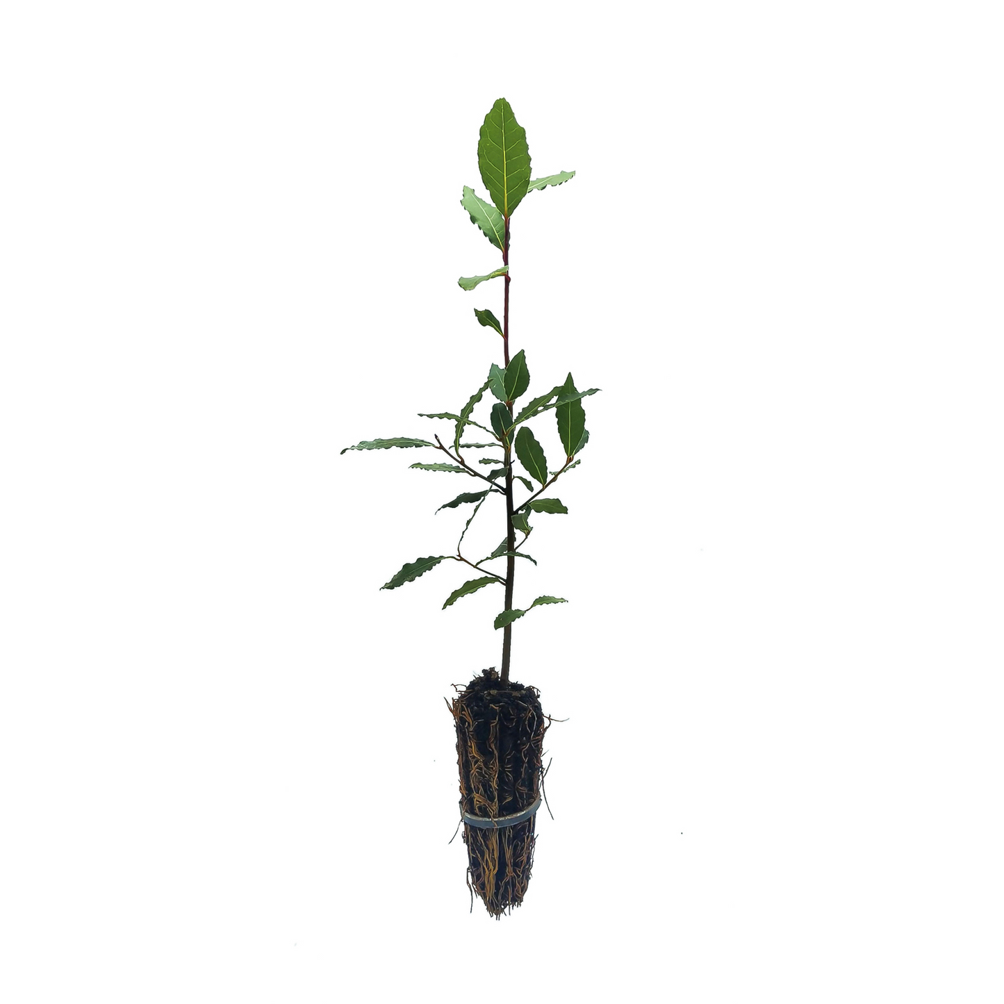 Laurus Nobilis - Alloro - Alveolo Forestale - Vivai MDB