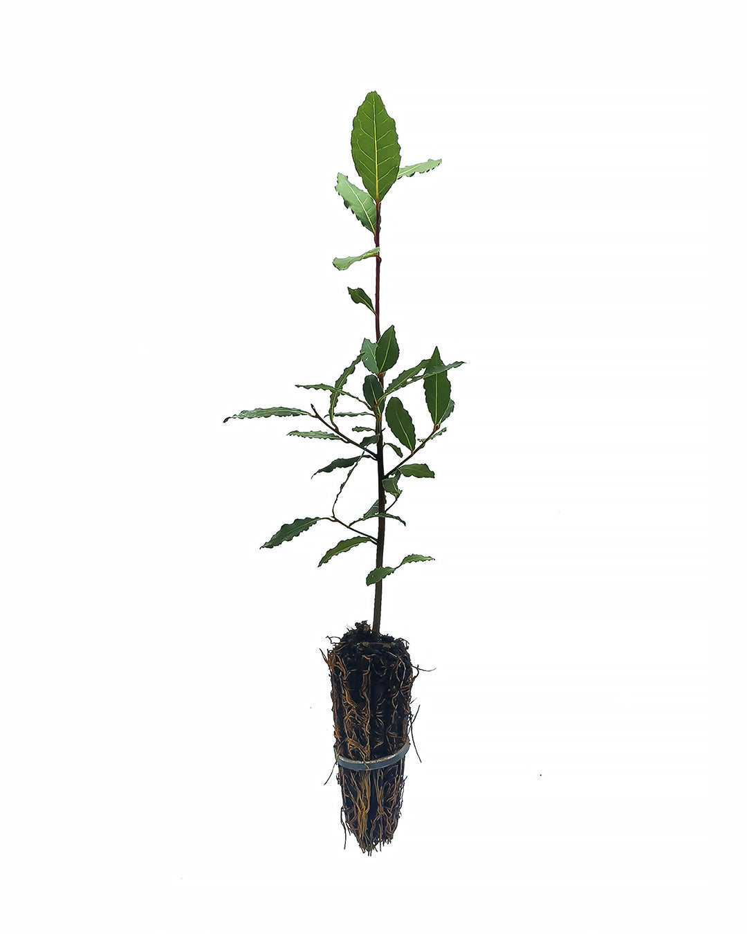 40x Alloro - Laurus nobilis (40 alveoli forestali)