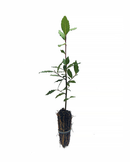 Laurus nobilis - alloro (Offerta 40 Alveoli forestali)