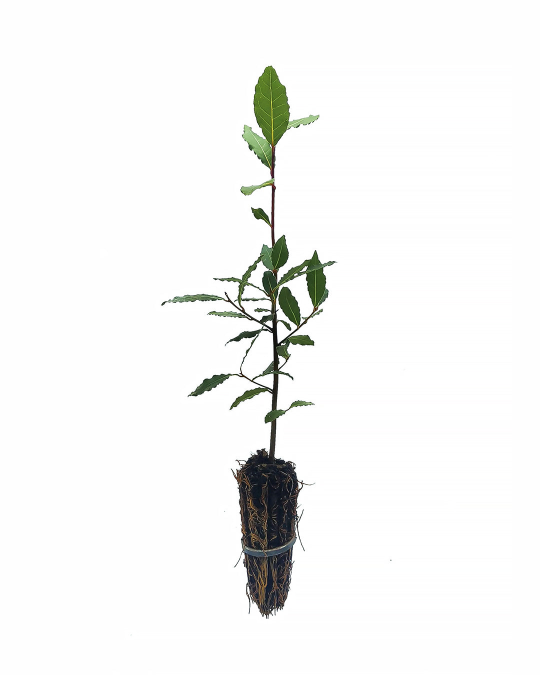 Laurus nobilis - alloro (Alveolo forestale)