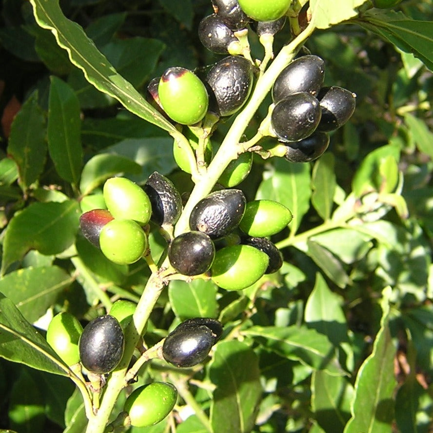 Laurus nobilis - alloro (Alveolo forestale)
