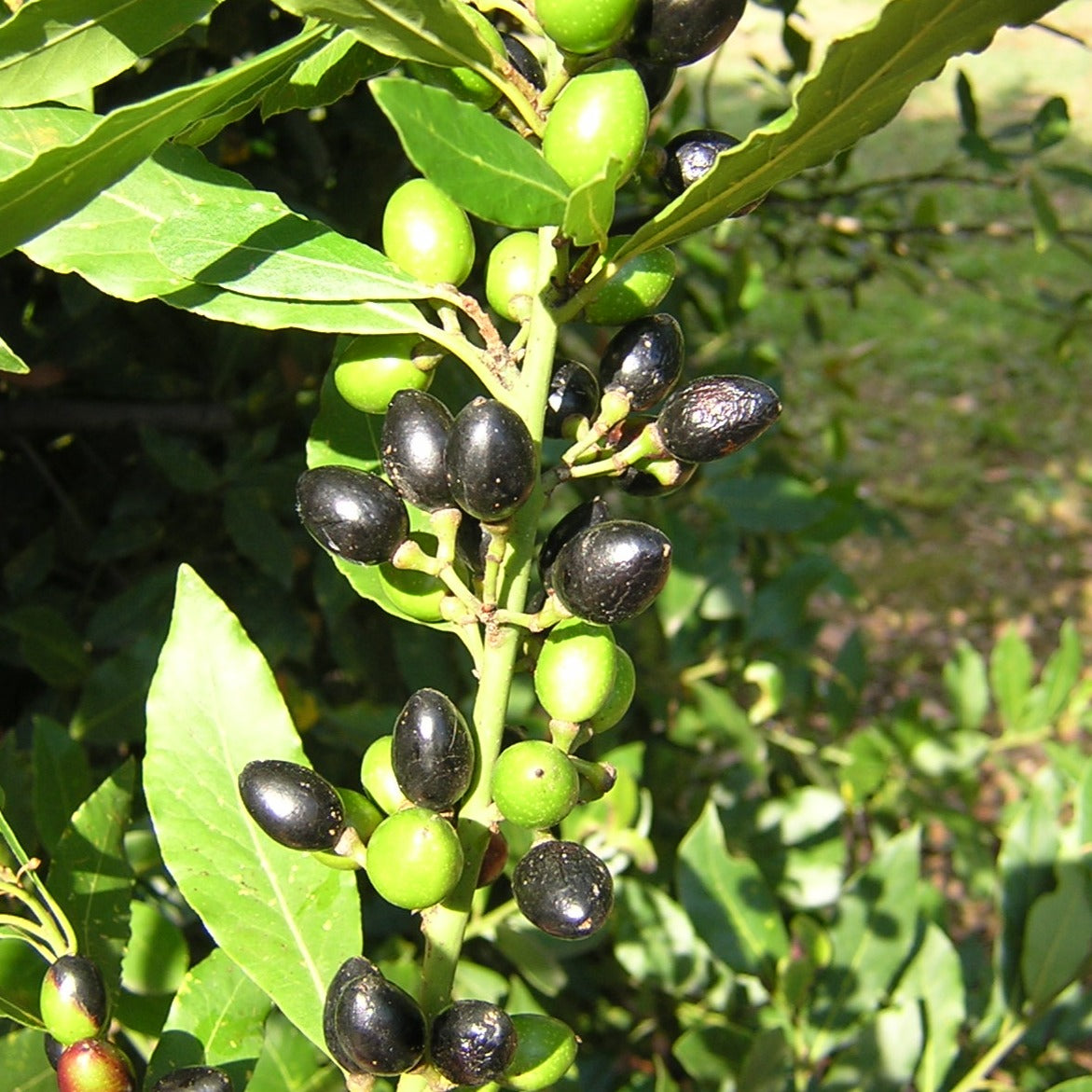 40x Alloro - Laurus nobilis (40 alveoli forestali)