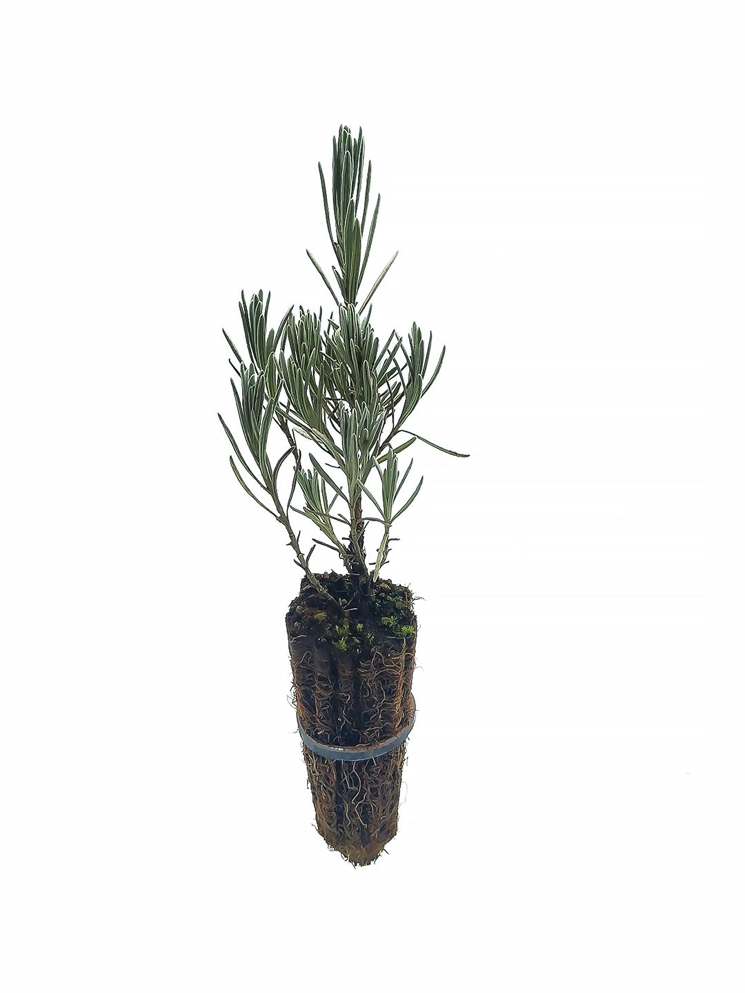 Lavandula dentata - spigonardo (Alveolo forestale)