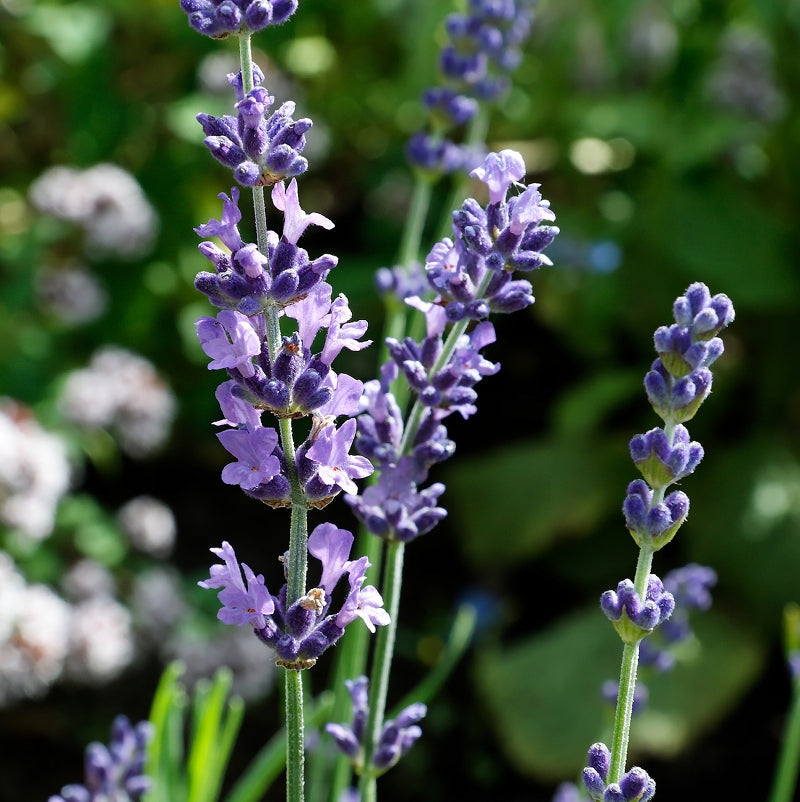 Lavandula angustifolia - lavanda vera SET 2 PIANTE (Alveolo forestale)