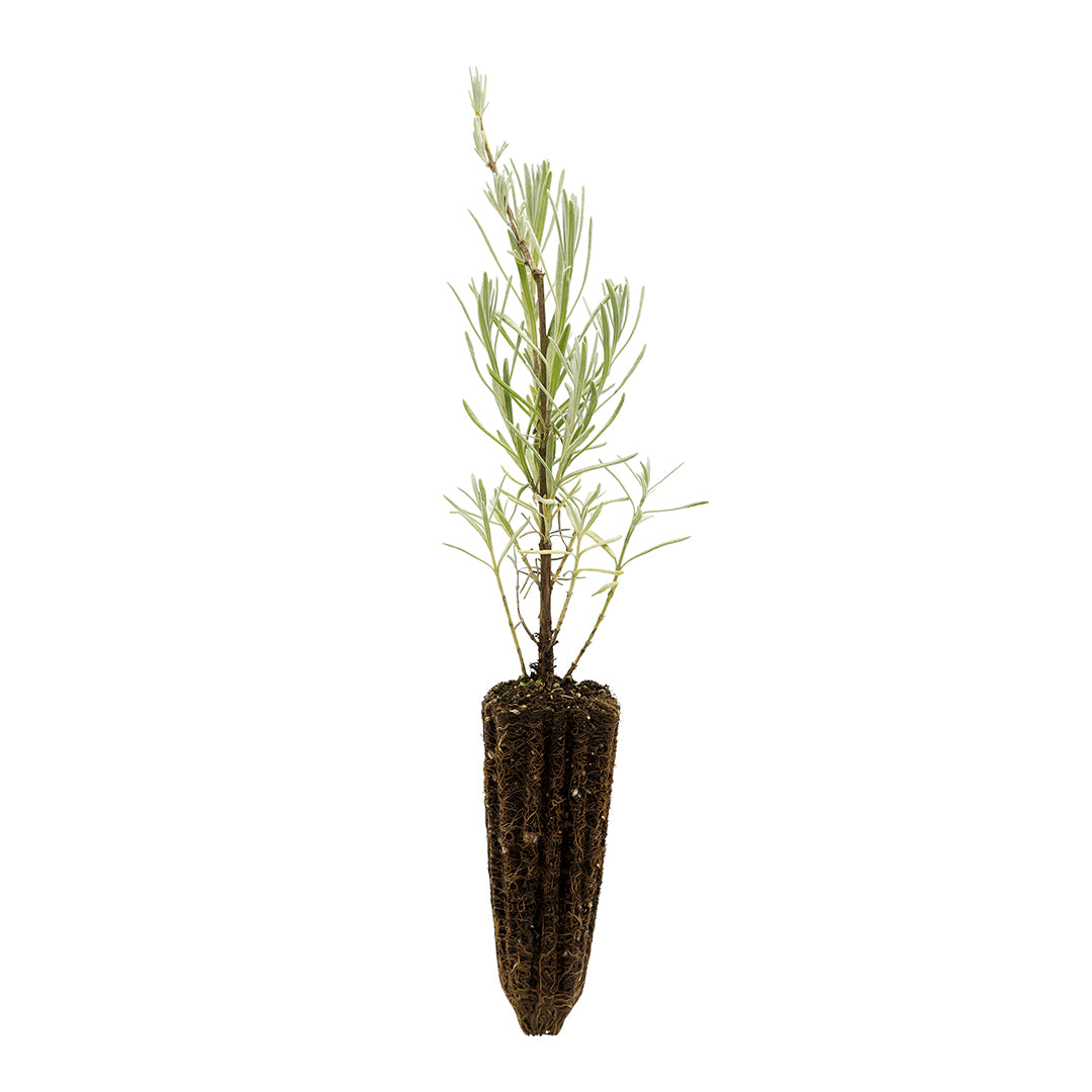 40x Lavandula angustifolia - lavanda vera (40 Alveoli forestali)