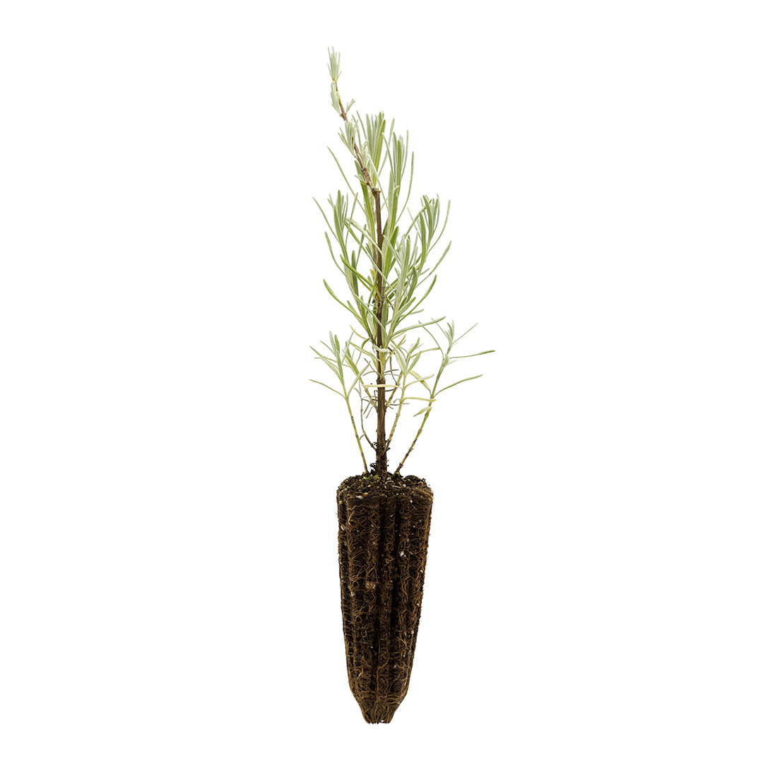 Lavandula angustifolia - lavanda vera SET 2 PIANTE (Alveolo forestale)