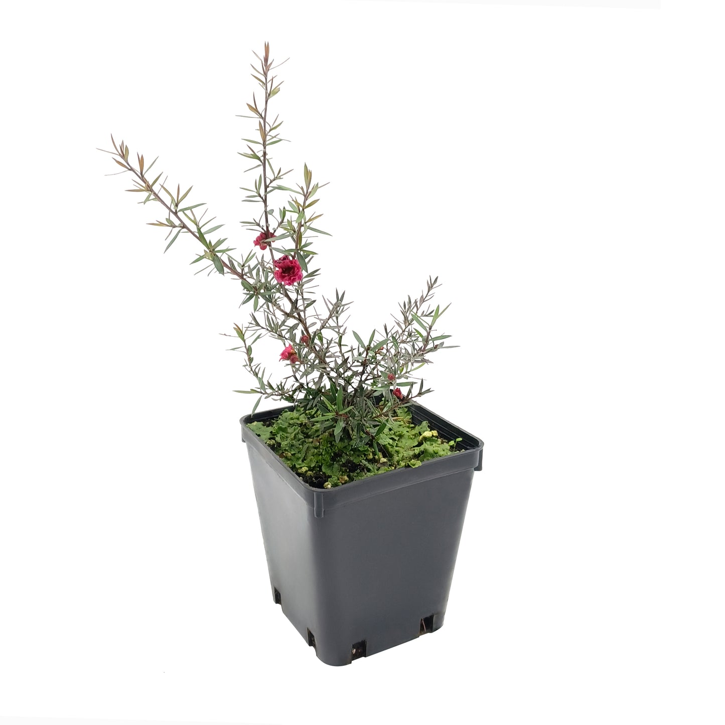 Leptospermum Scoparium Cv. "Red Damask" - Fiore Rosso (Vaso quadro 9x9x10 cm)