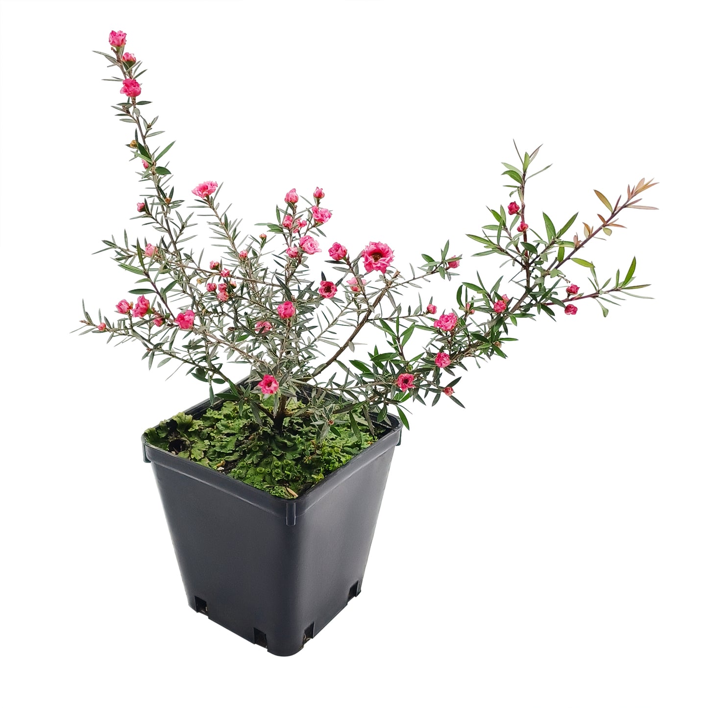 Leptospermum Scoparium - Fiore Rosa Doppio (Vaso quadro 9x9x10 cm)