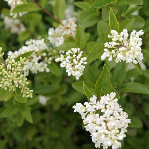 Ligustrum vulgare - ligustro volgare (Alveolo forestale)