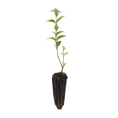 Ligustrum japonicum - ligustro giapponese (Alveolo forestale)