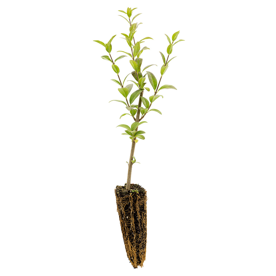 Ligustrum vulgare - ligustro volgare (Alveolo forestale)