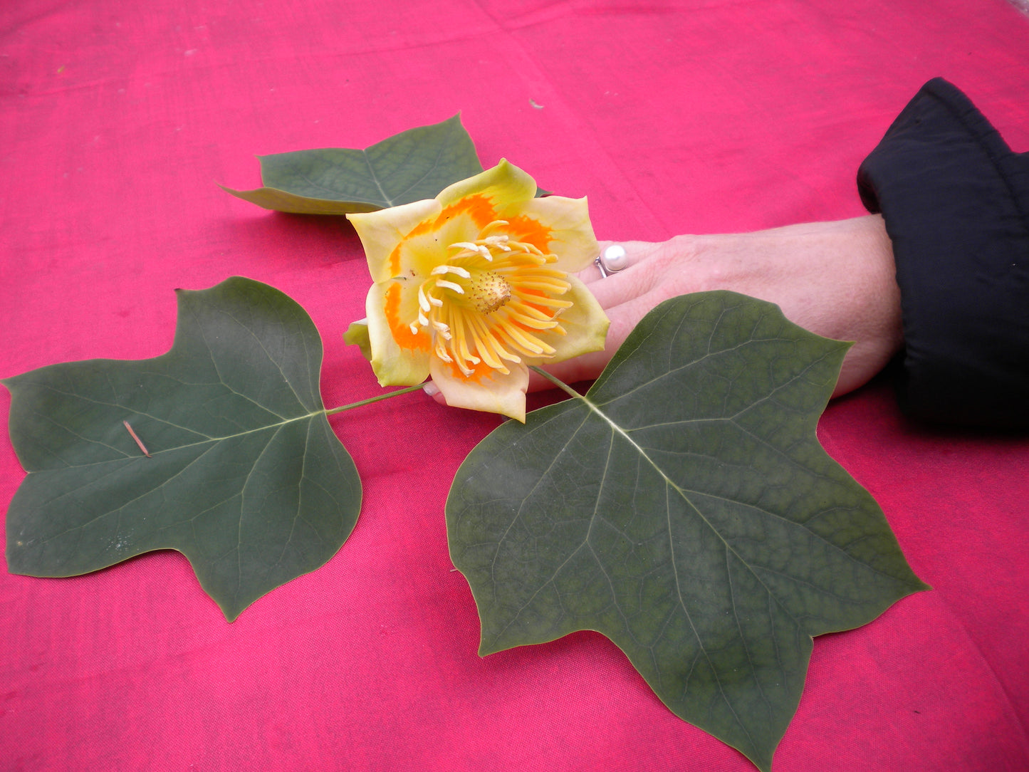 Liriodendron tulipifera - albero dei tulipani (Vaso quadro 9x9x20 cm)