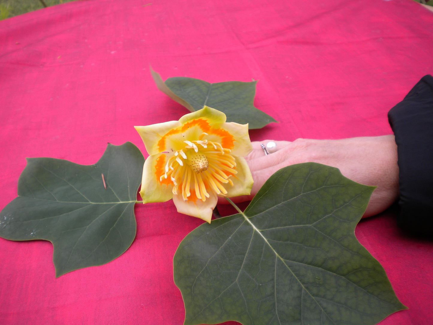 Liriodendron tulipifera - albero dei tulipani (Alveolo forestale)