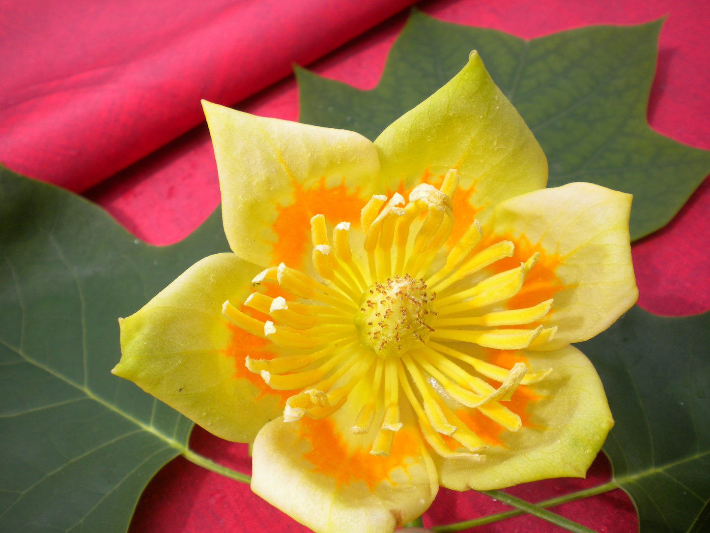 Liriodendron tulipifera - albero dei tulipani (Alveolo forestale)