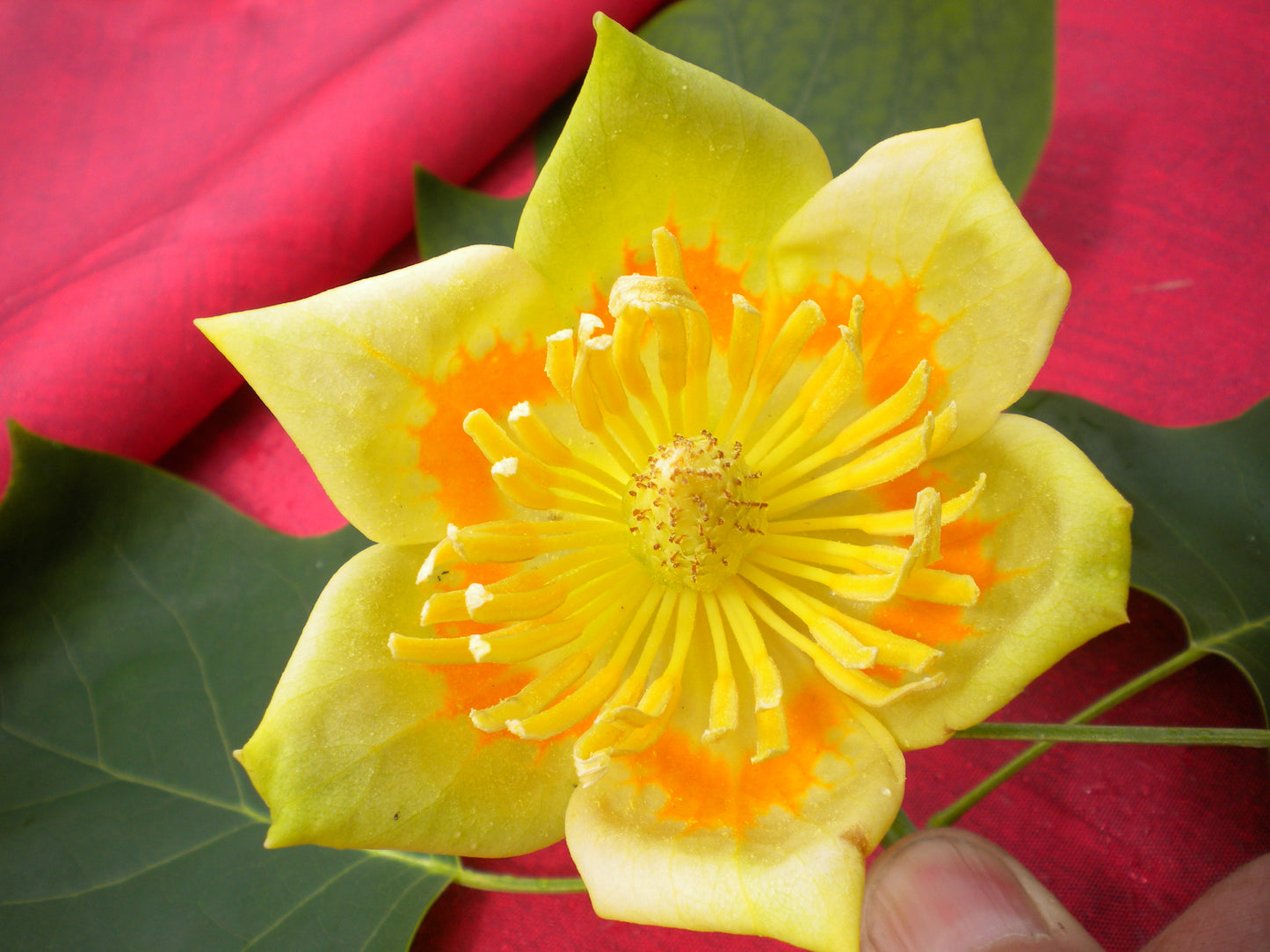 Liriodendron tulipifera - albero dei tulipani (Alveolo forestale)