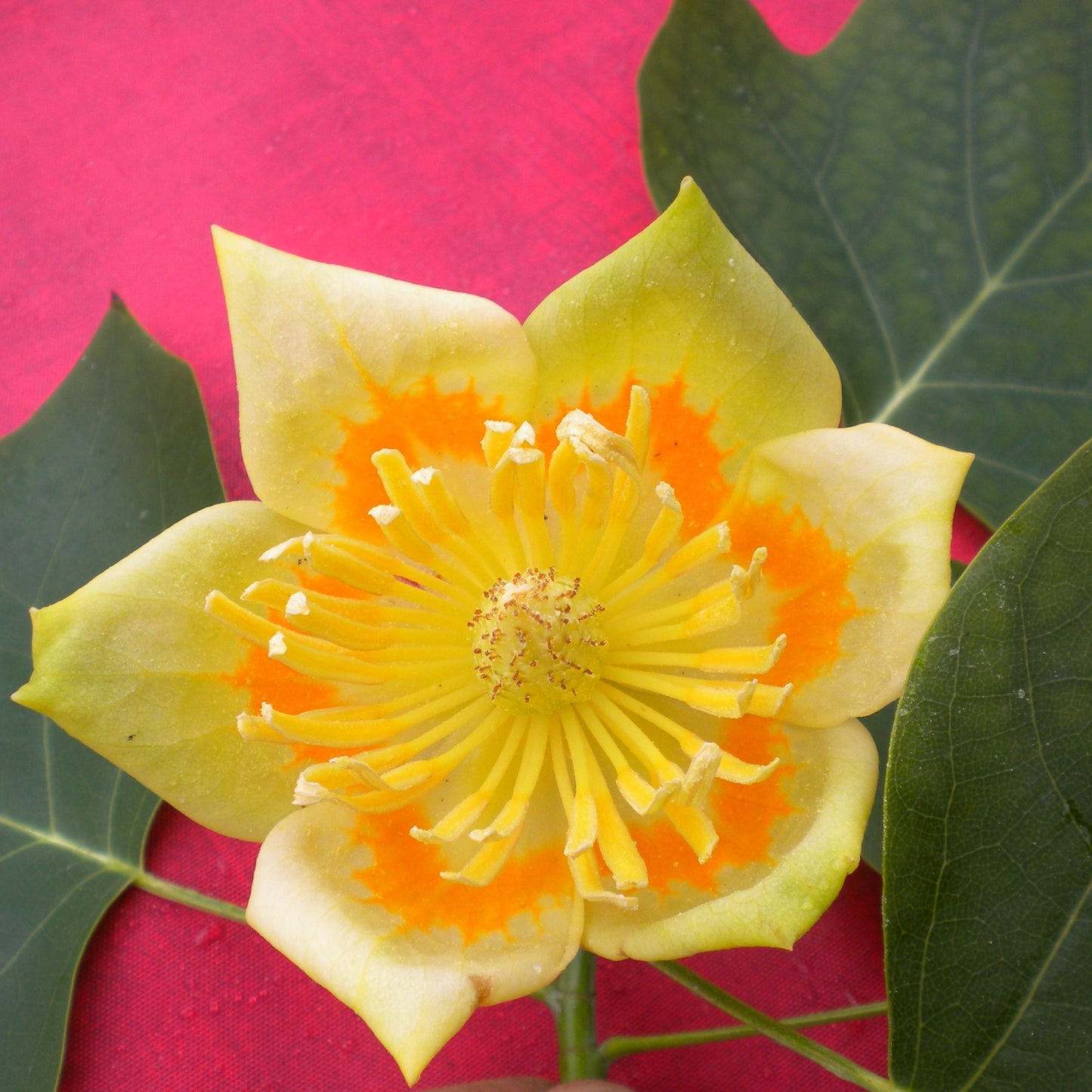 Liriodendron tulipifera - albero dei tulipani (Alveolo forestale)