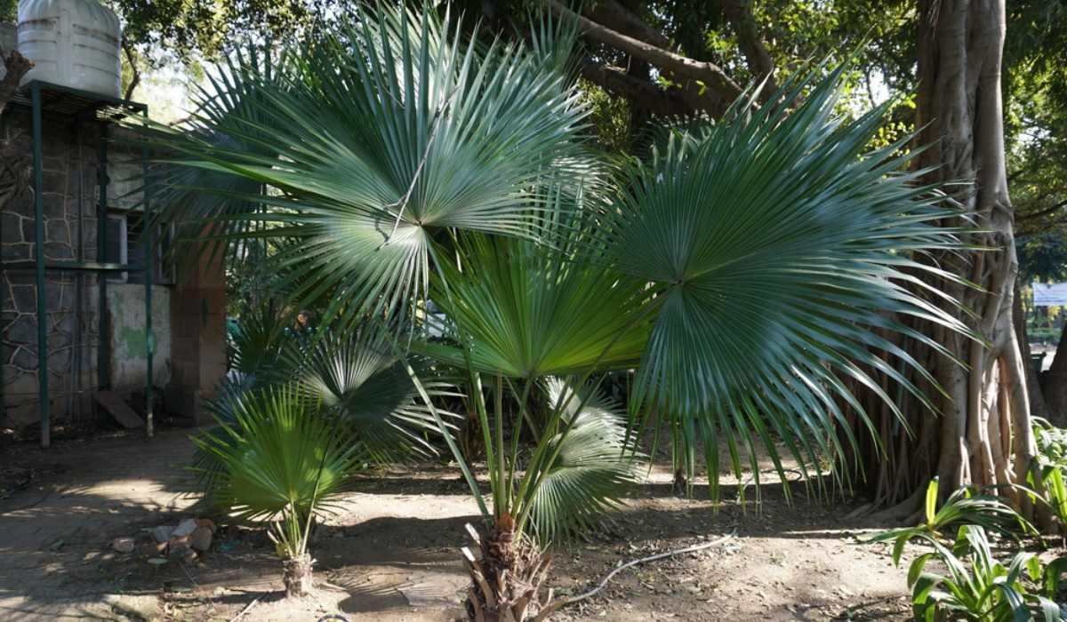 Livistona chinensis - Chinese fan (Vase 18 cm)
