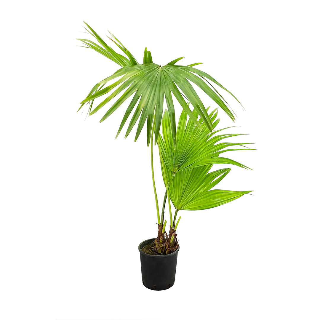 Livistona chinensis - Chinese fan (Vase 18 cm)