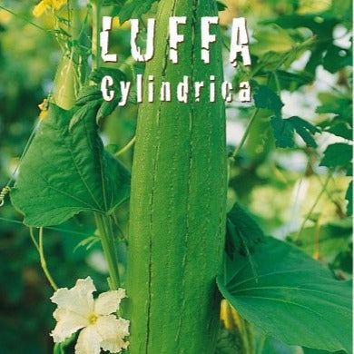 Luffa cylindrica - pianta delle spugne (1 confezione di semi)