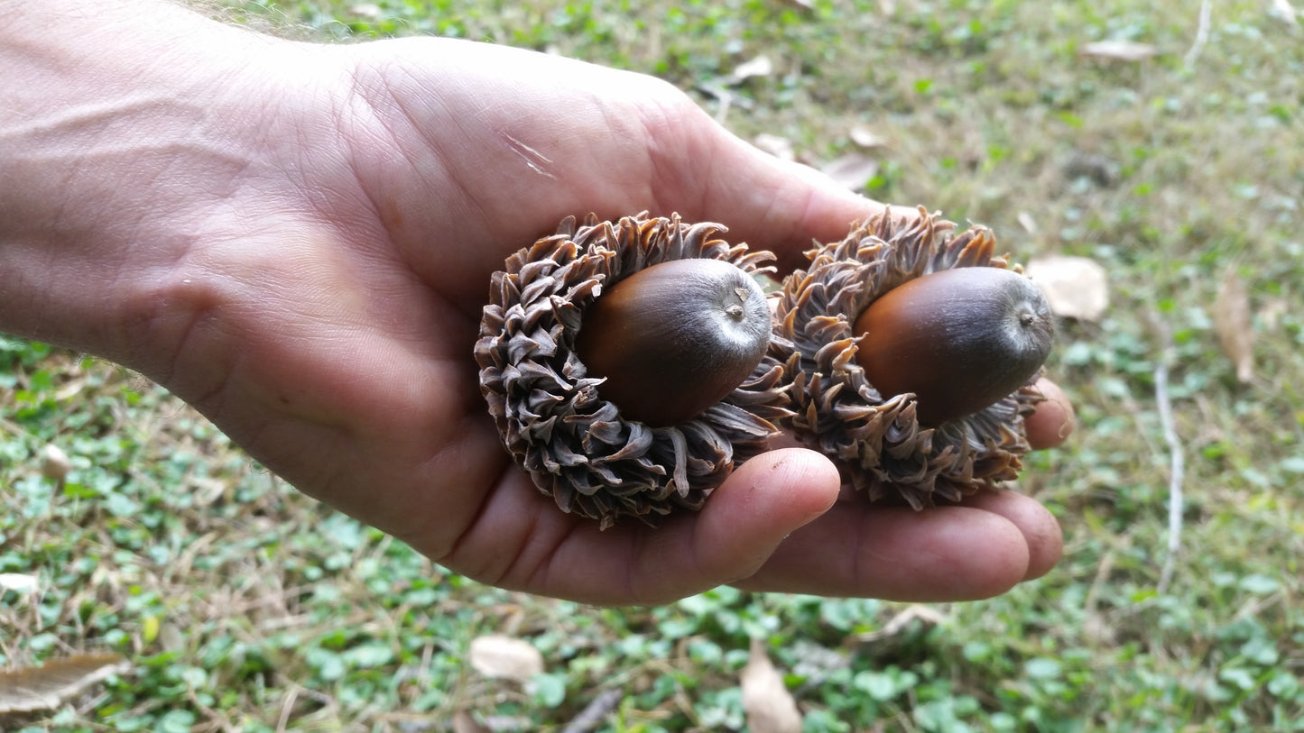 Quercus ithaburensis subs. macrolepis - vallonea (Alveolo forestale)