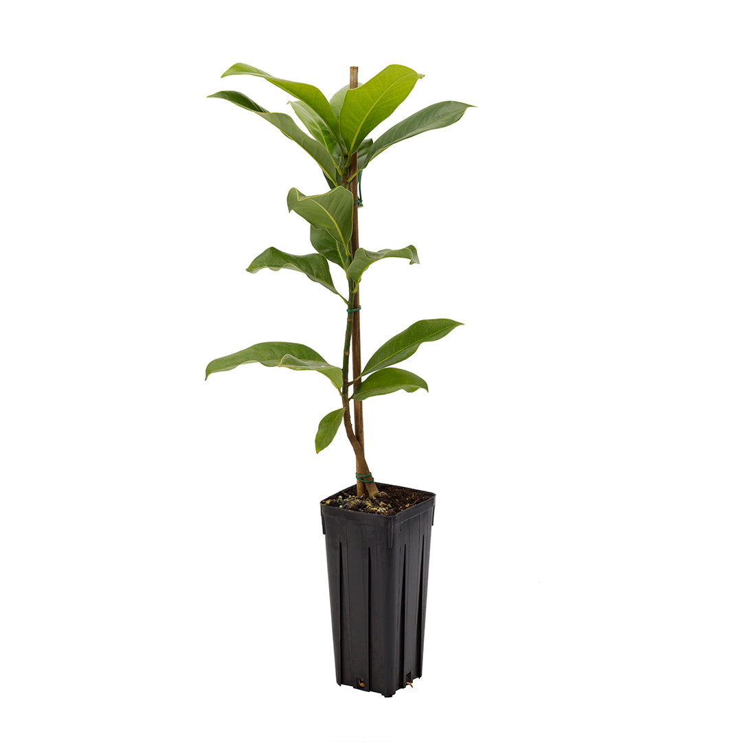 Magnolia grandiflora - magnolia (Vaso quadro 9x9x20 cm)