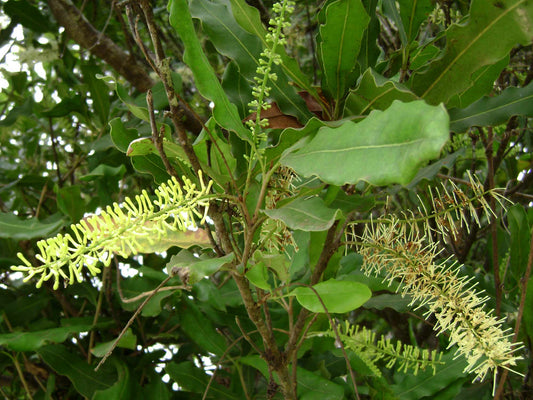 Macadamia integrifolia - noce di Macadamia (Alveolo forestale)