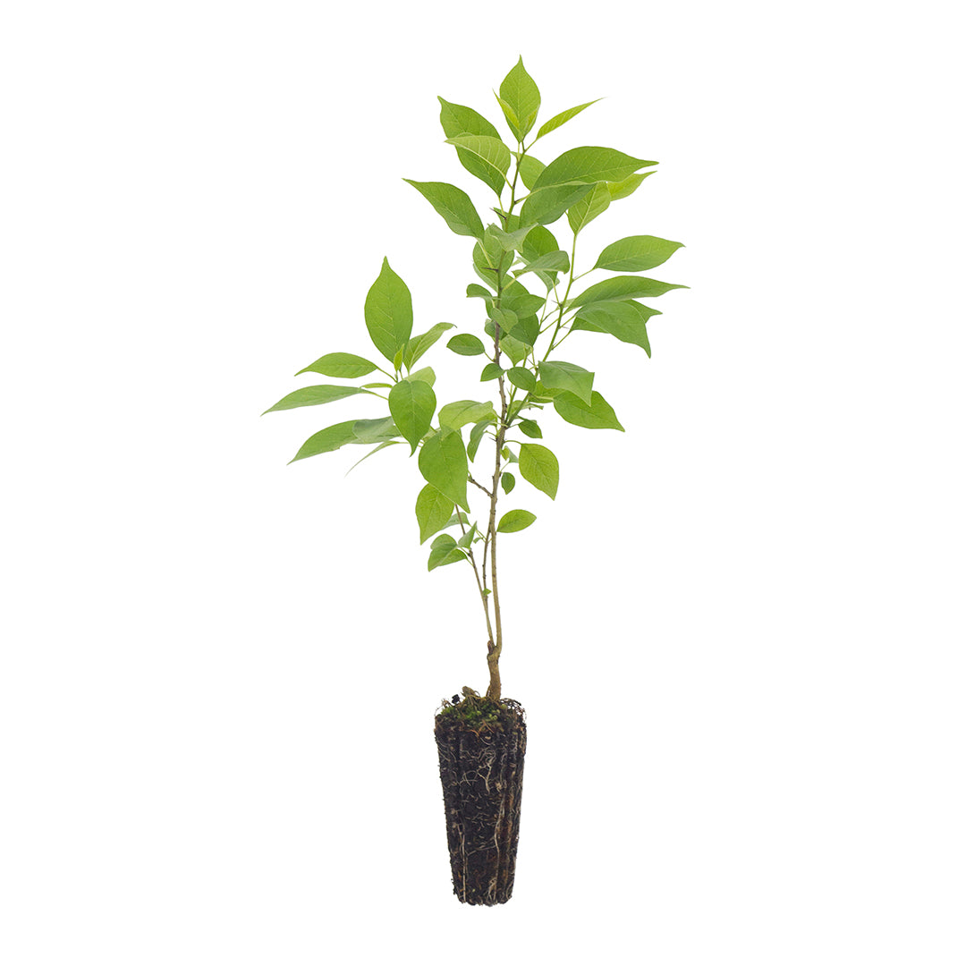 Maclura pomifera - arancio degli Osagi (Alveolo forestale)