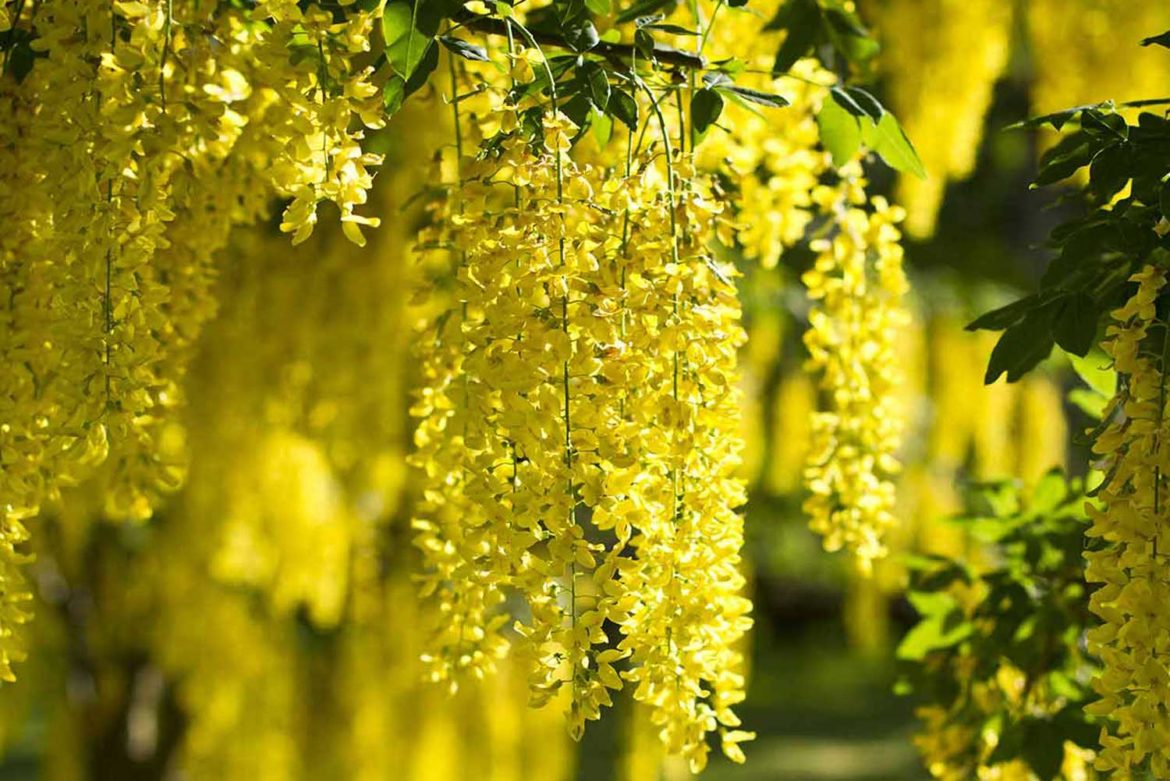 Laburnum anagyroides - maggiociondolo (Vaso quadro 9x9x20 cm)