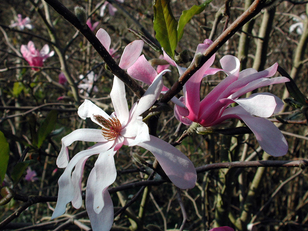 Magnolia x loebneri cv. "Leonard Messel" - (Vaso quadro 9x9x20 cm)