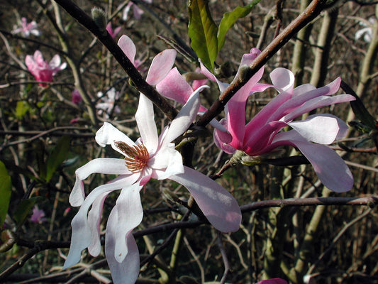 Magnolia x loebneri cv. "Leonard Messel" - (Vaso quadro 9x9x20 cm)
