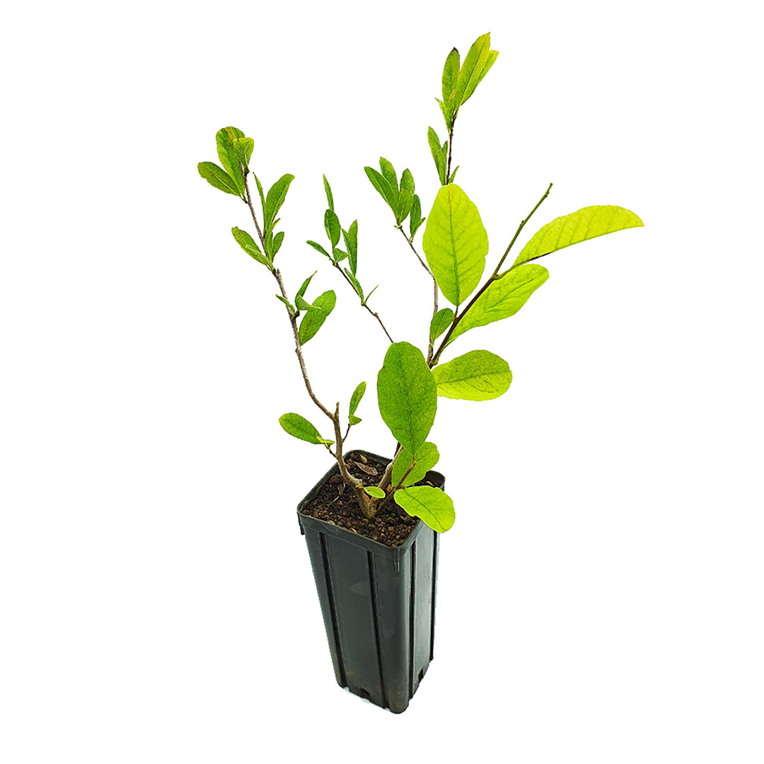 Magnolia stellata - magnolia bianca (Vaso quadro 9x9x20 cm)