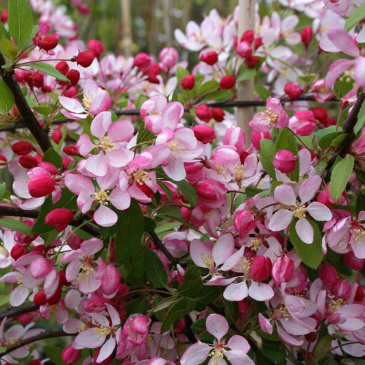 Malus floribunda - melo giapponese da fiore (Alveolo forestale)