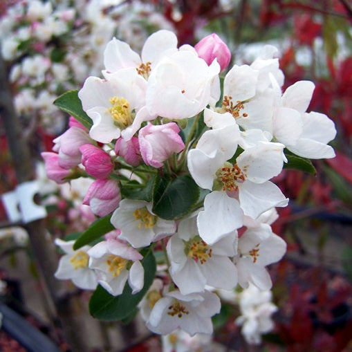 Malus cv. "Red Sentinel” - melo giapponese da fiore (Alveolo forestale)