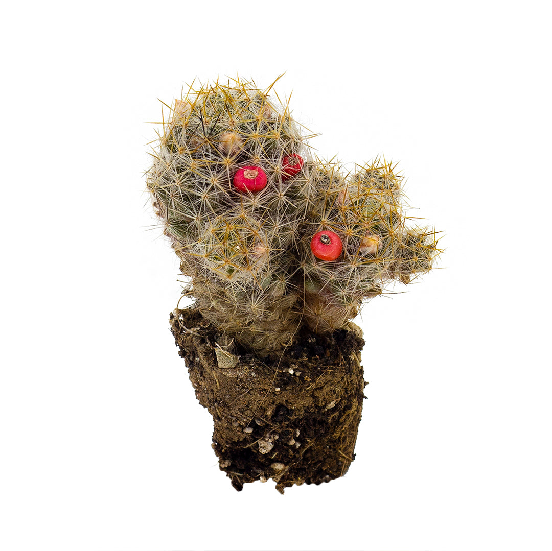 Mammillaria gracilis - mammillaria (Alveolino)