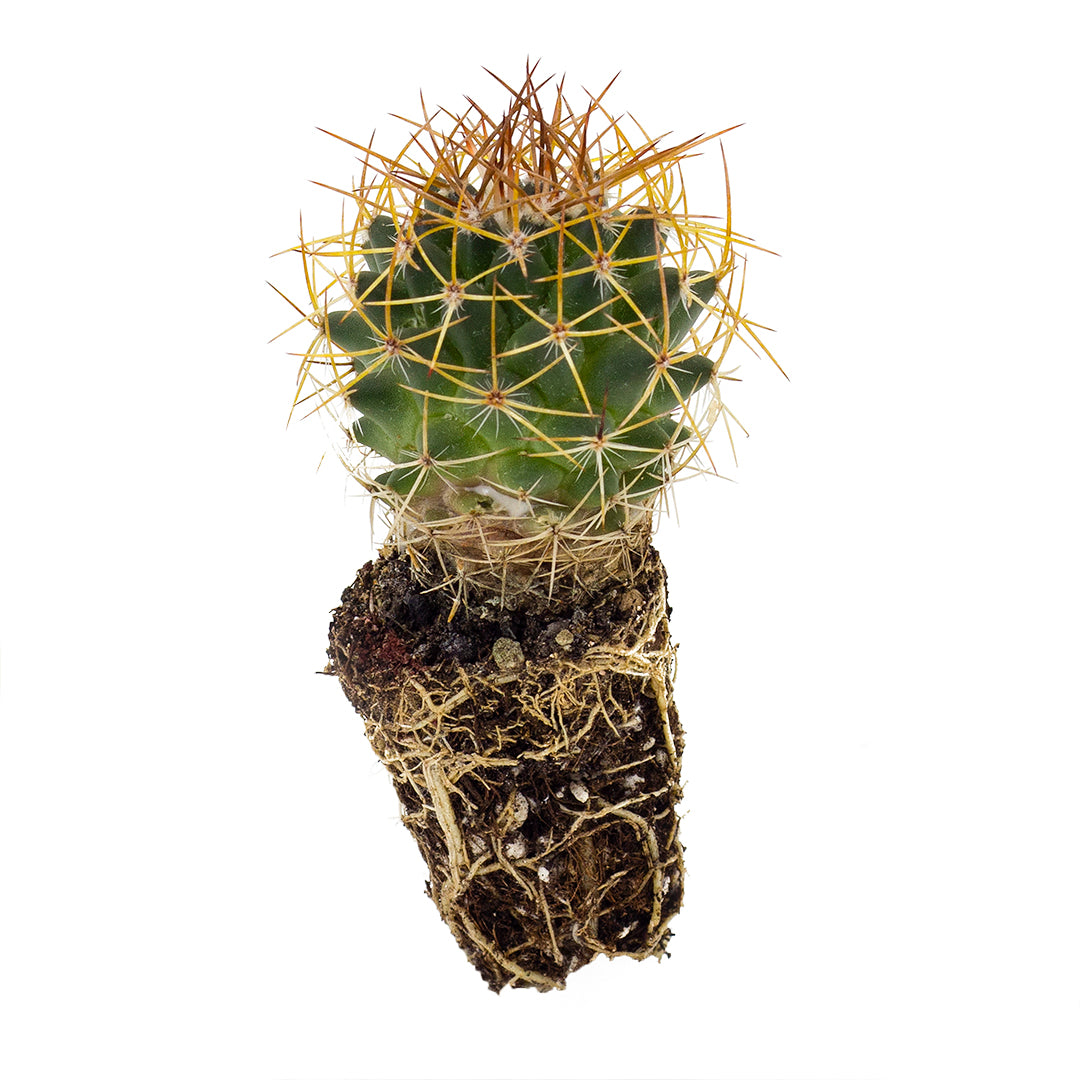 Mammillaria polythele - mammillaria (Alveolino)