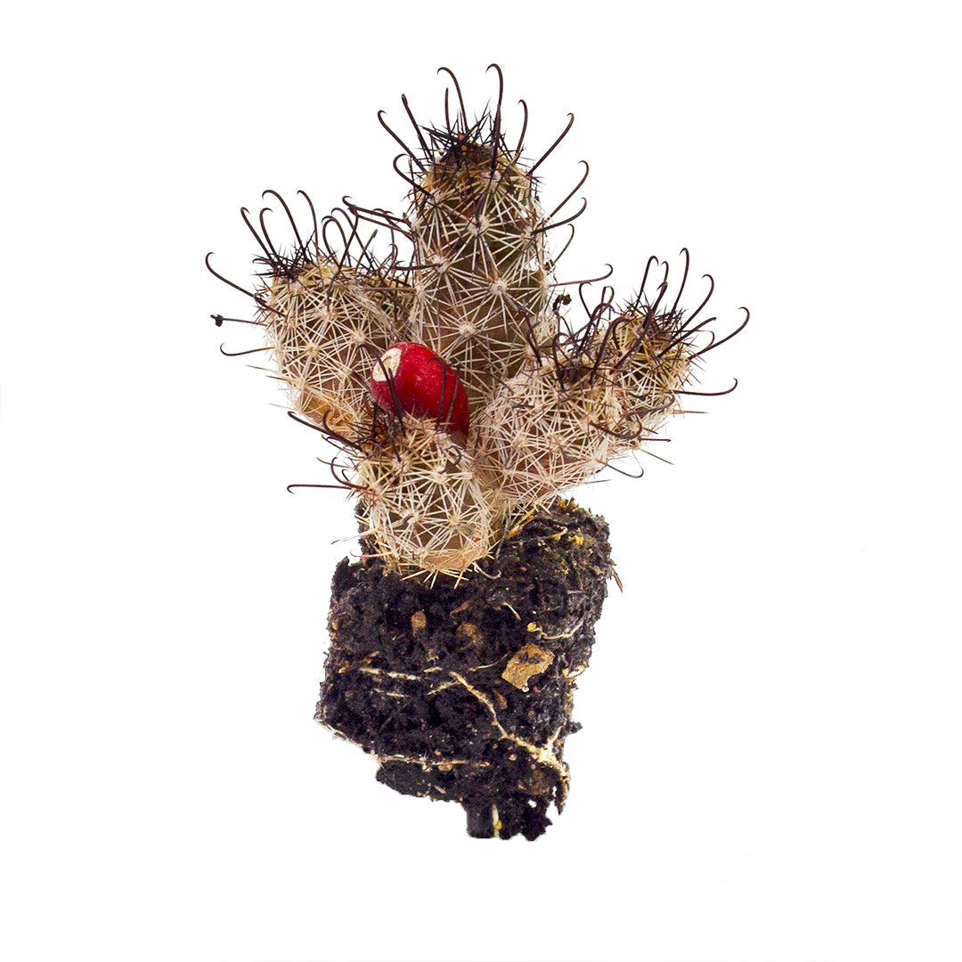 Mammillaria thornberi subsp. yaquensis - mammillaria (Alveolino)