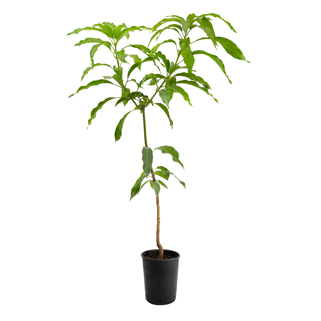 Mangifera indica cv "kensington pride" INNESTATO - mango (Vaso 18 cm)