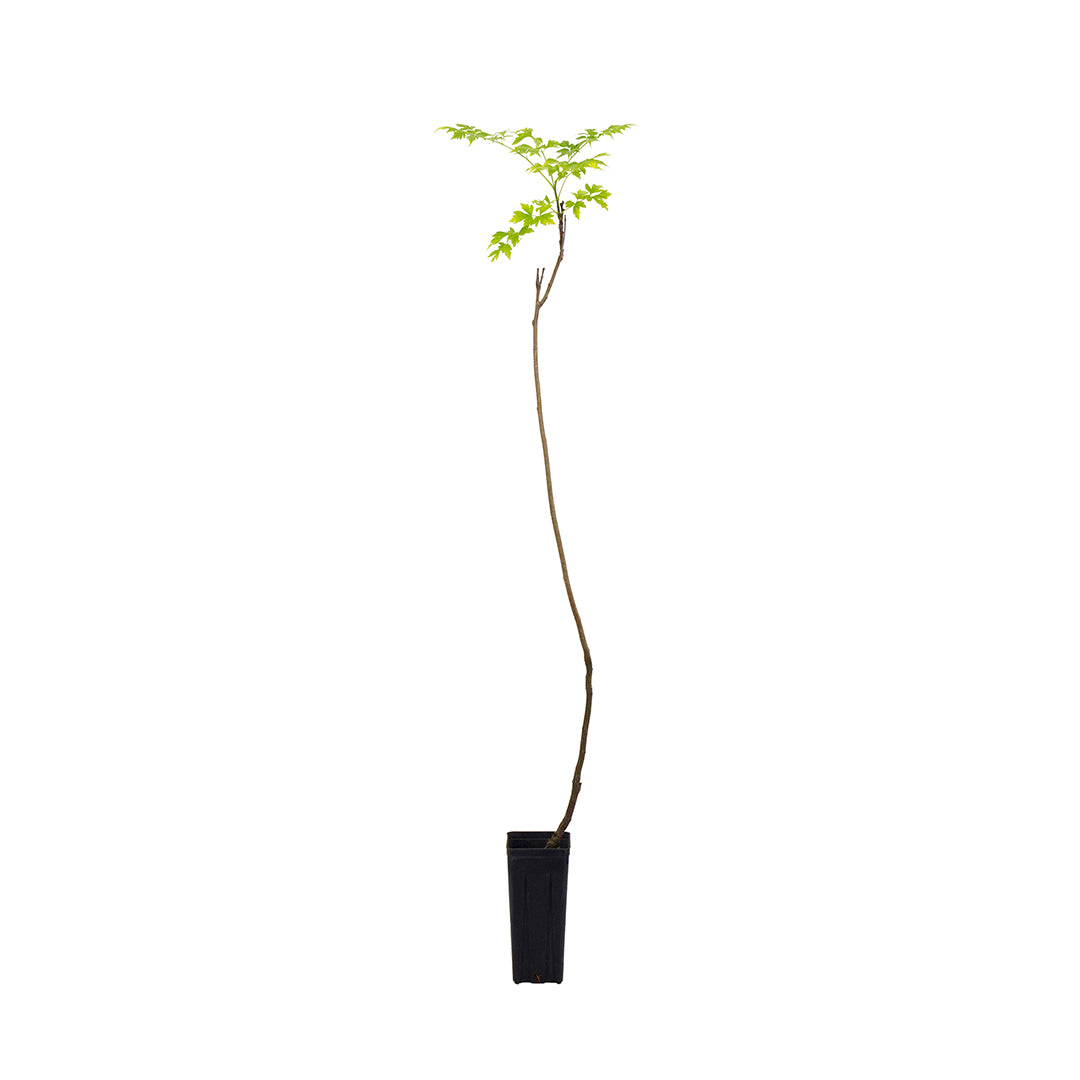 Melia azedarach - albero dei rosari (Vaso quadro 9x9x20 cm)