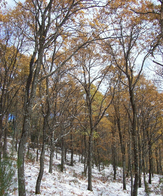 Quercus pyrenaica - quercia dei Pirenei, melojo (3 semi)